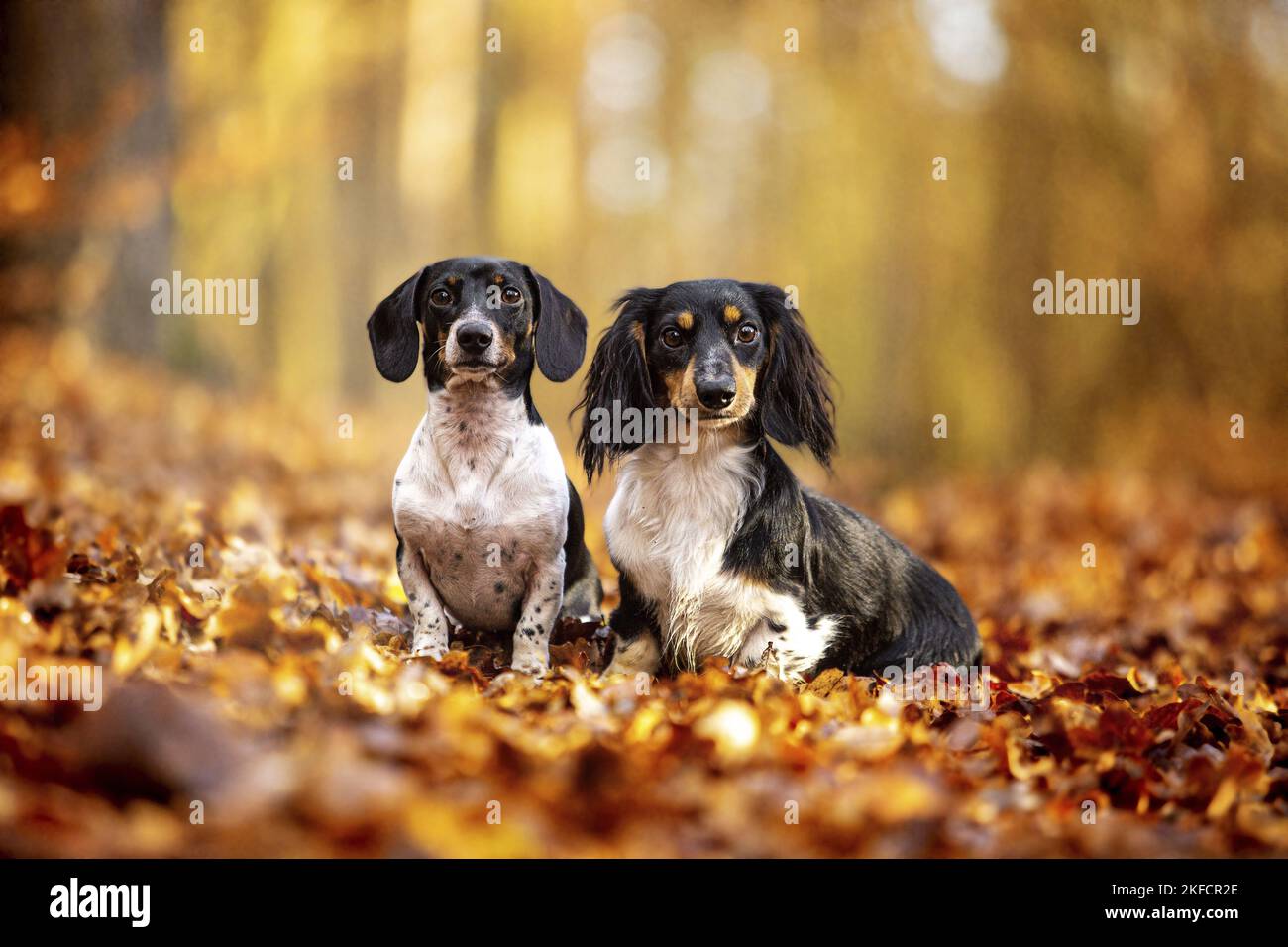 Dachshunds en el bosque de otoño Foto de stock