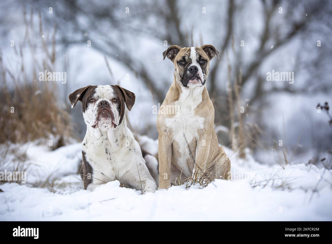 Alapaha Bulldog Sangre Azul en el invierno Foto de stock