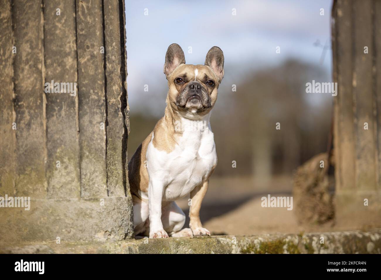 Bulldog Francés sentado Foto de stock
