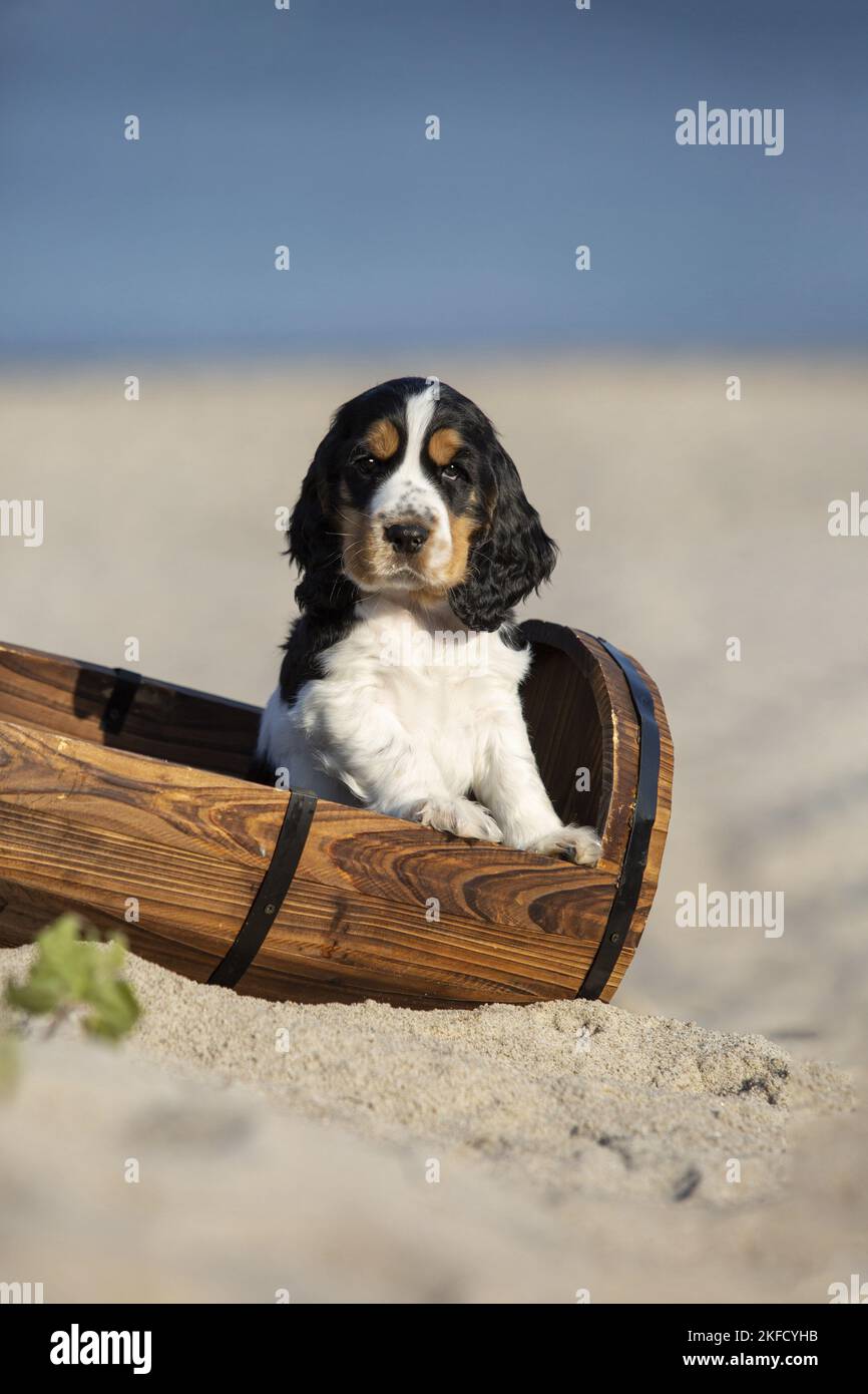 Inglés Cocker Spaniel Puppy en la playa Foto de stock