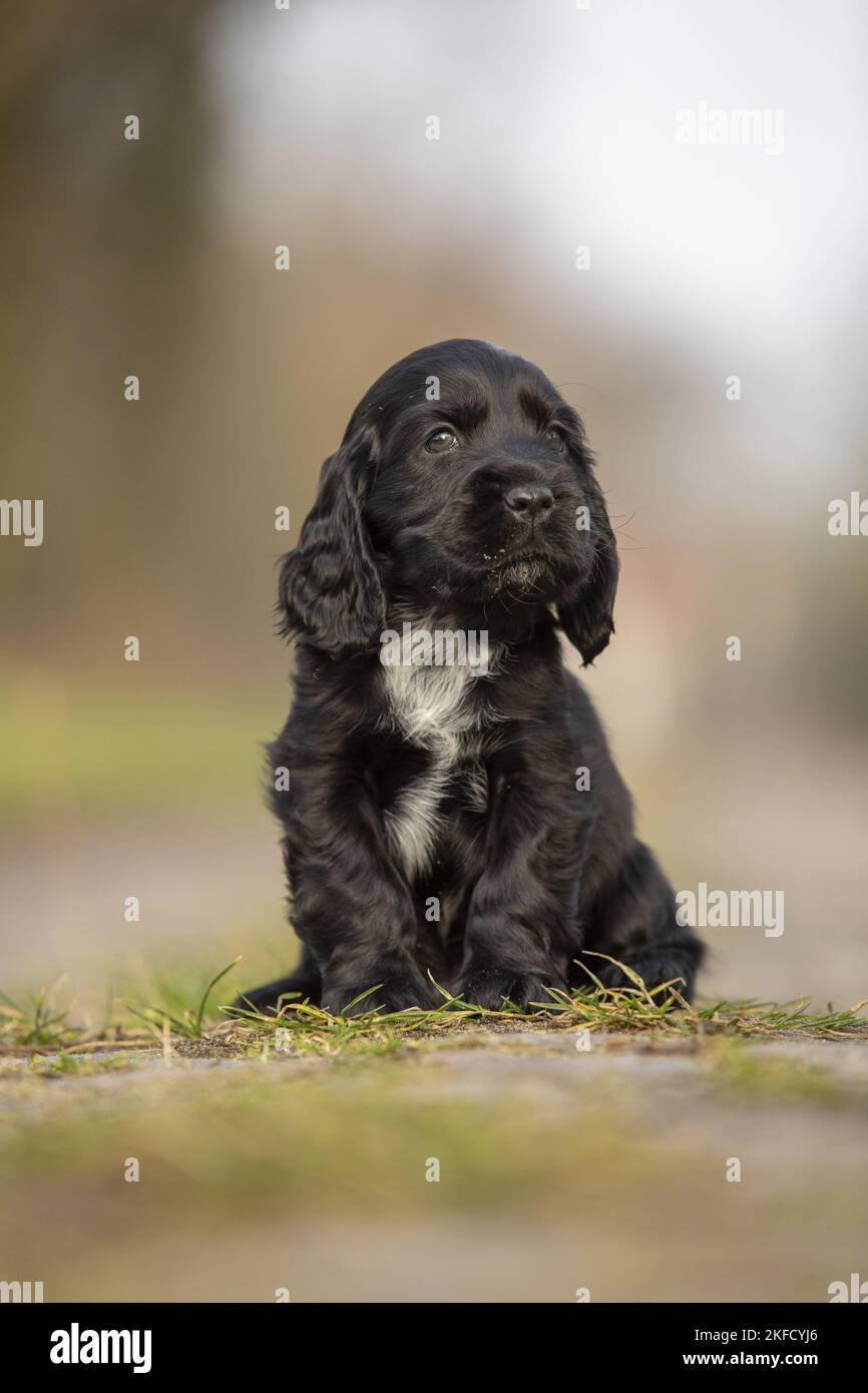 Sentado Inglés Cocker Spaniel cachorro Foto de stock