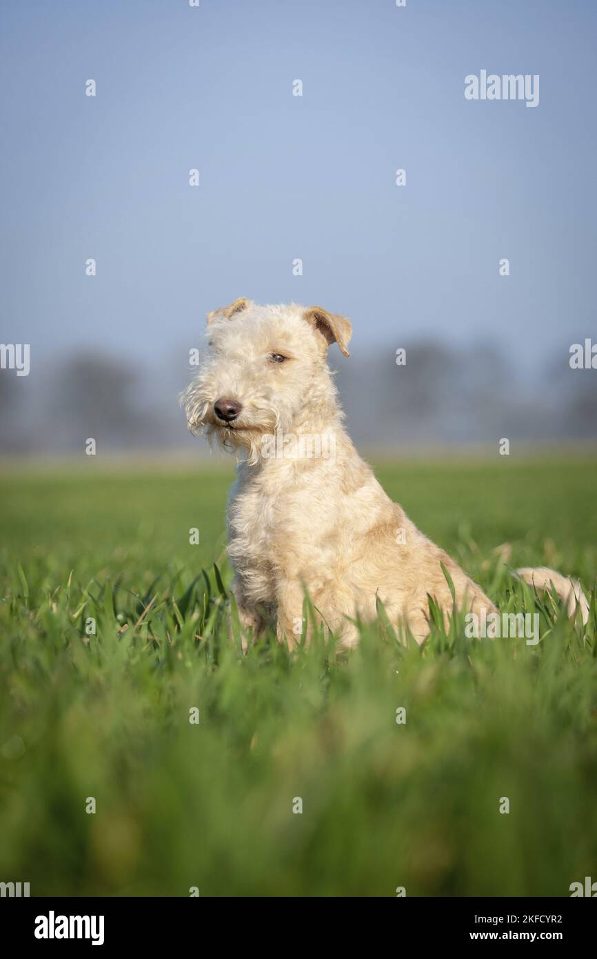 Lakeland Terrier en el prado Foto de stock