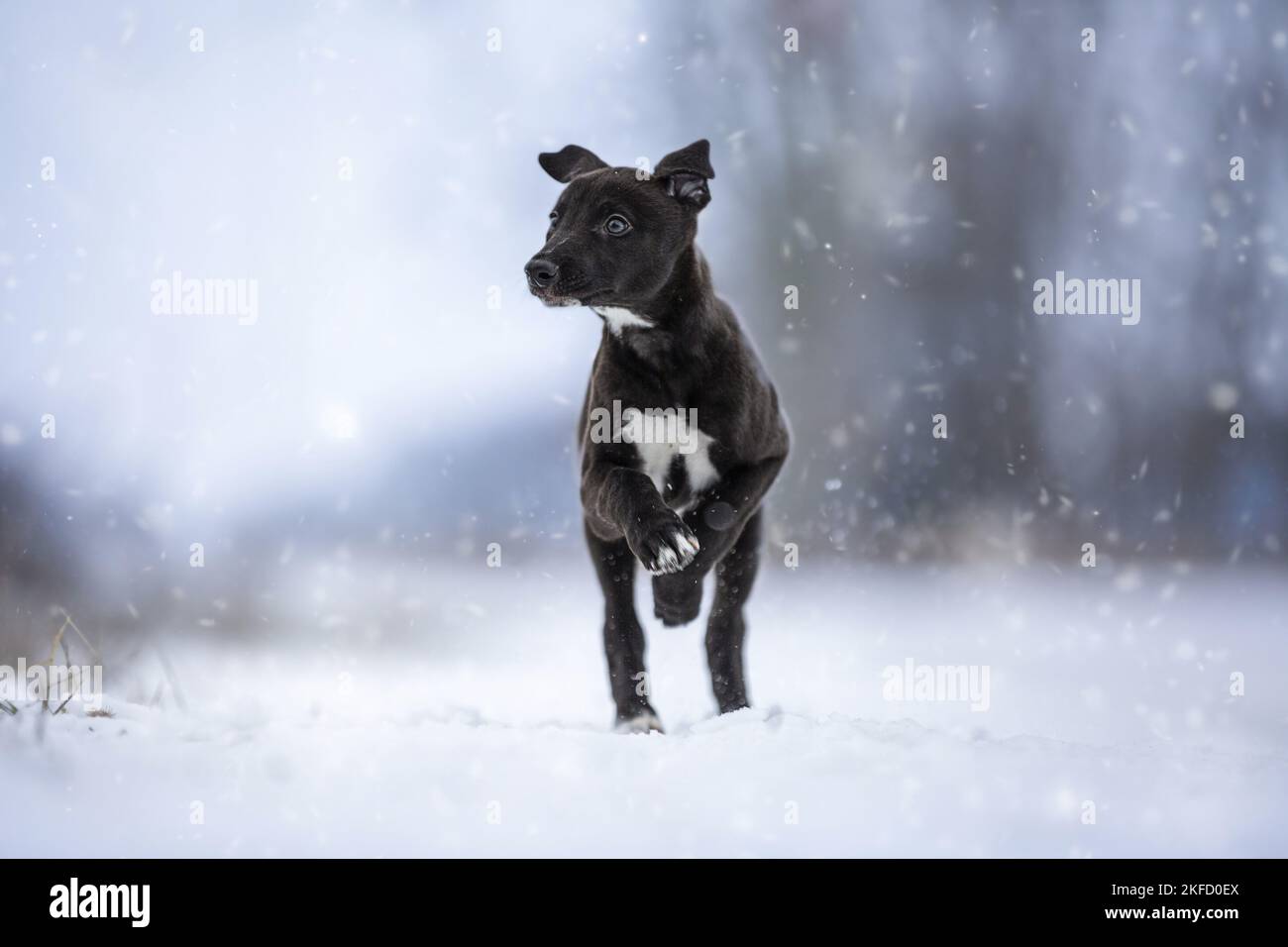 Galgos cachorro en la nieve Foto de stock
