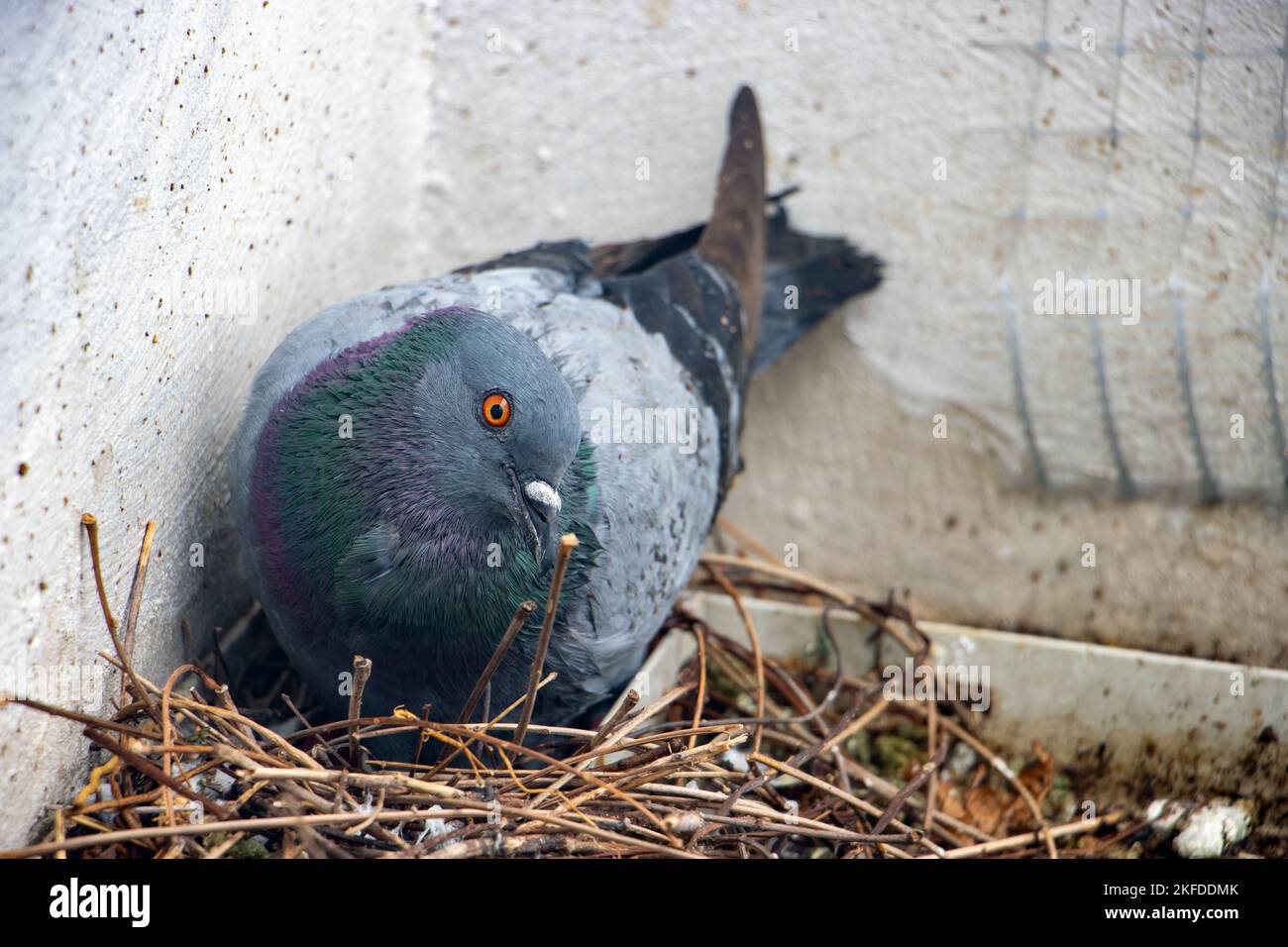 La paloma se asienta sobre huevos en un nido en la fachada de una casa