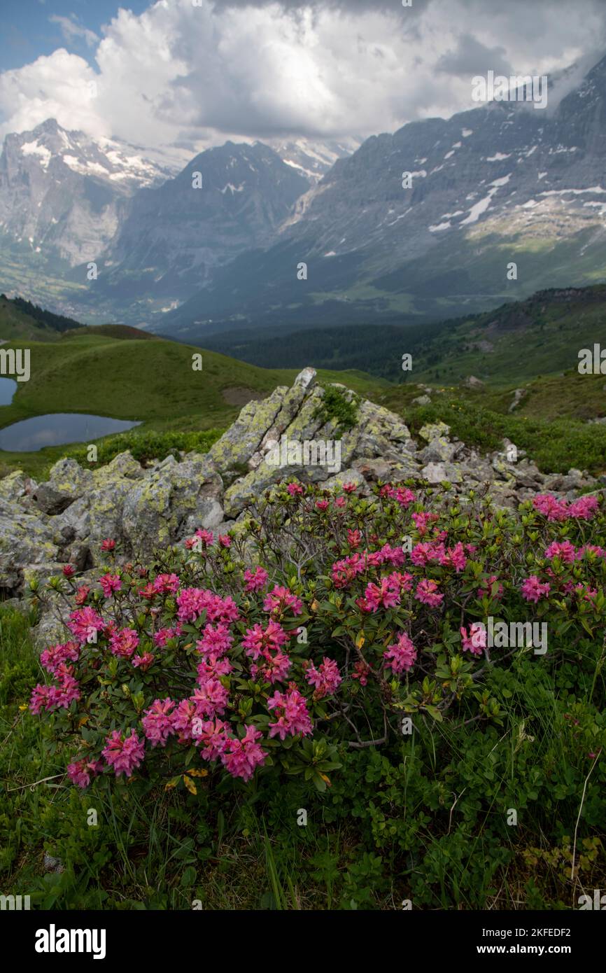 Alpenrose: Rhododendron ferrugineum. Alpes suizos, Suiza. Foto de stock