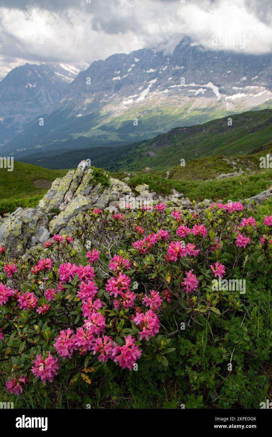Alpenrose: Rhododendron ferrugineum. Alpes suizos, Suiza. Foto de stock