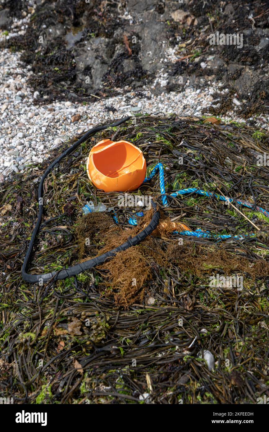 Basura en una playa, incluyendo el invasor Wireweed: Sargassum muticum. Devon, Reino Unido Foto de stock