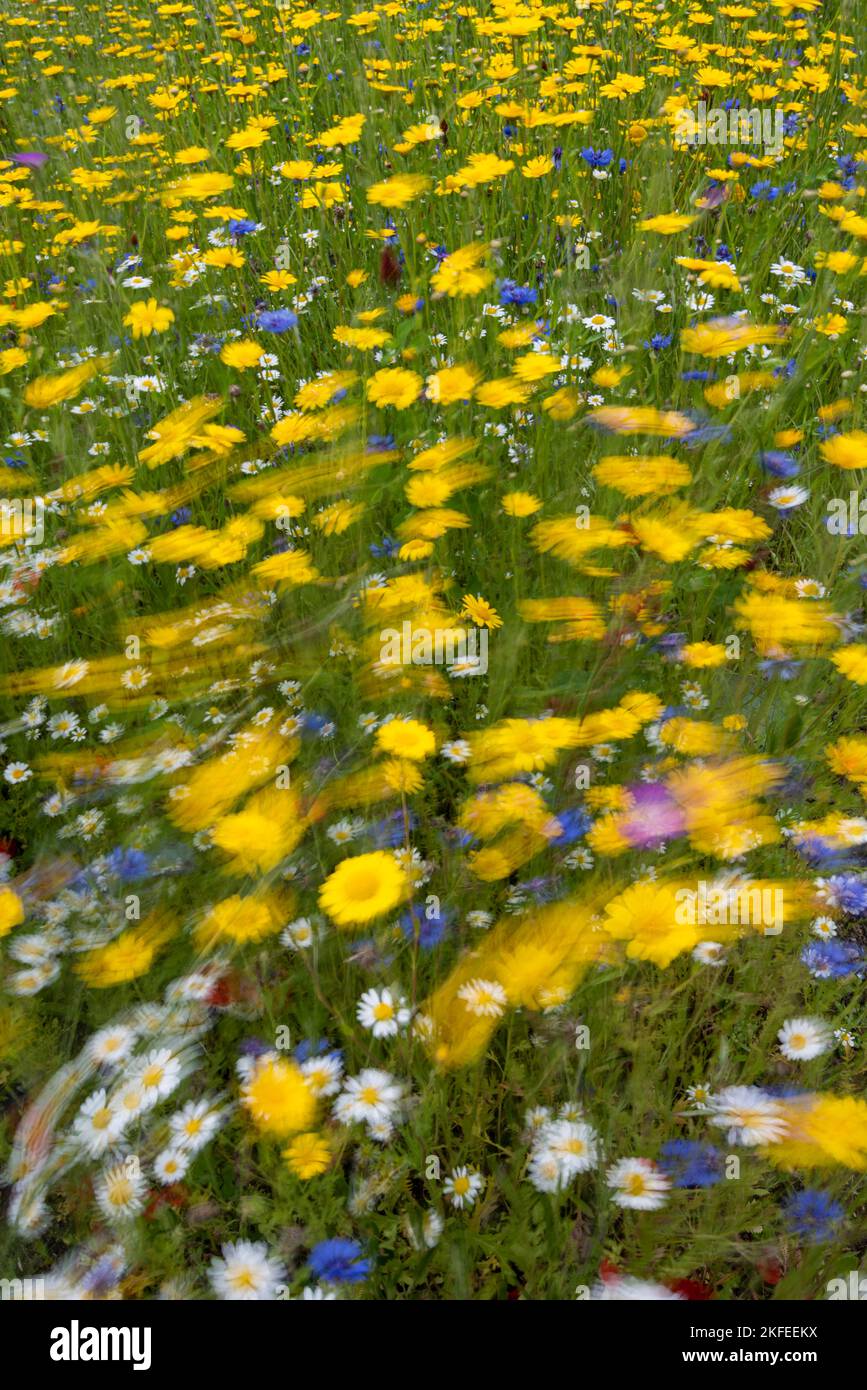 Prado de flores silvestres sembrado con margaritas Ox Eye, maíz Marigold, Corncockle, cornflower, soplando en la brisa. Surrey, Reino Unido Foto de stock