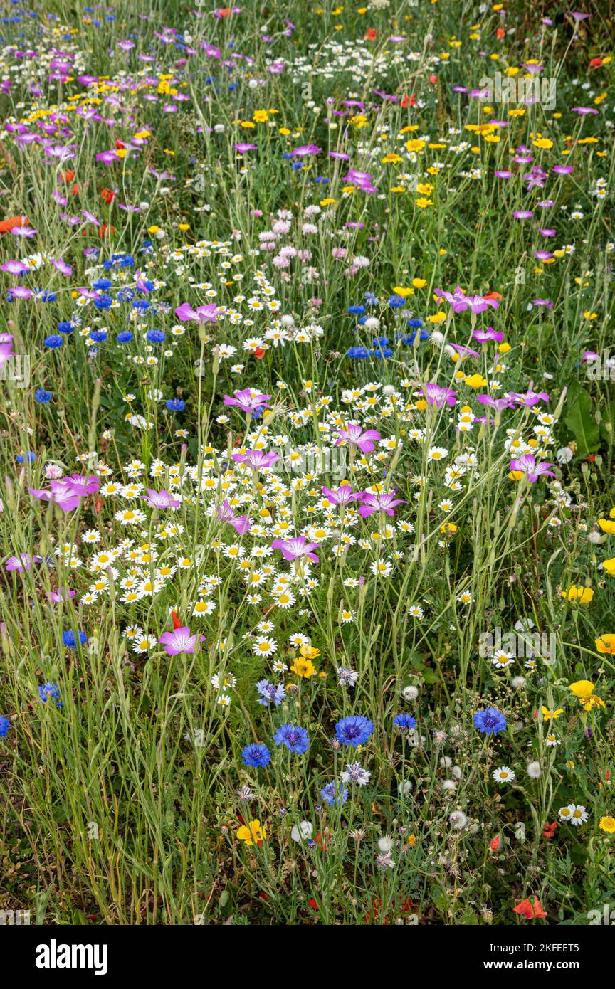 Prado de flores silvestres sembrado en el cementerio del pueblo, Chivelstone, Devon. Con Corncockle, Corn Marigold, Corn Flower y Ox Eye Daisy, etc.. Foto de stock