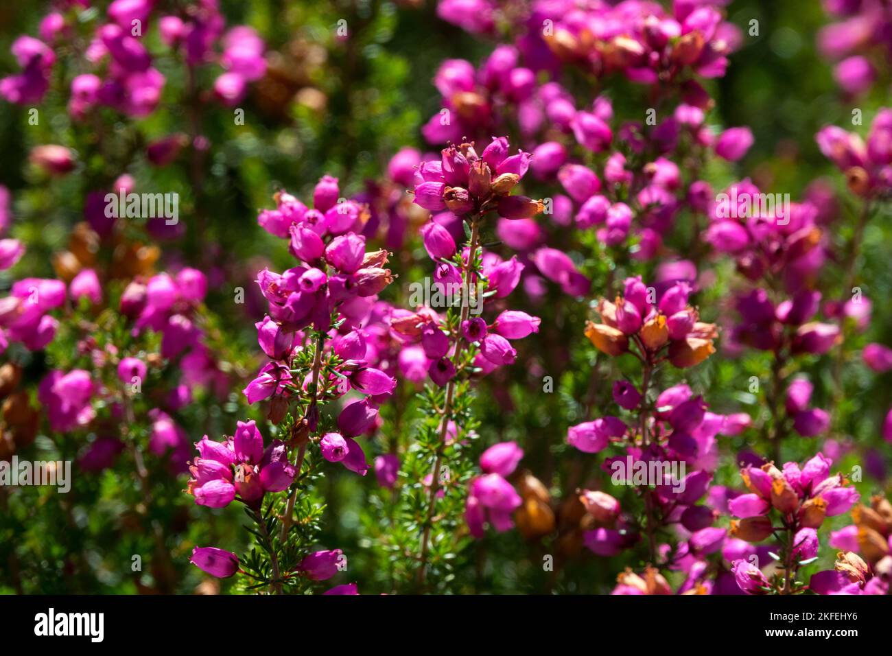 Erica cinerea, campana jaspeada, rosa, rosa, flor, Primer plano, Blooming, Heather Foto de stock