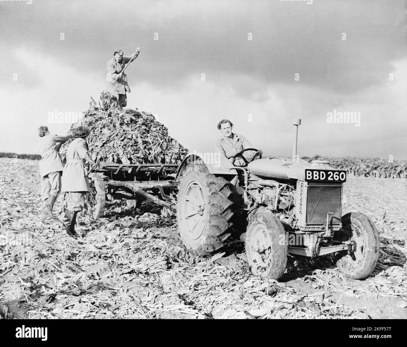 Foto de la época Hacia el 1943 de abril de mujeres británicas no identificadas trabajando en una granja con un tractor Fordson como parte del Ejército de Tierra de Mujeres ayudando a producir alimentos durante la Segunda Guerra Mundial Foto de stock