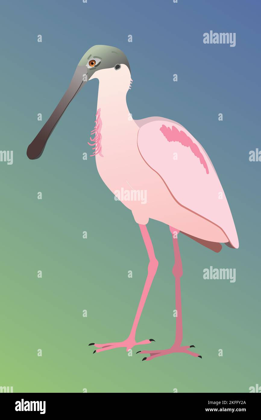 Ilustración vectorial de un pico Roseate. El pájaro está de pie y se ve el pájaro de su lado. Mira hacia la izquierda. Corte en una g azul Ilustración del Vector