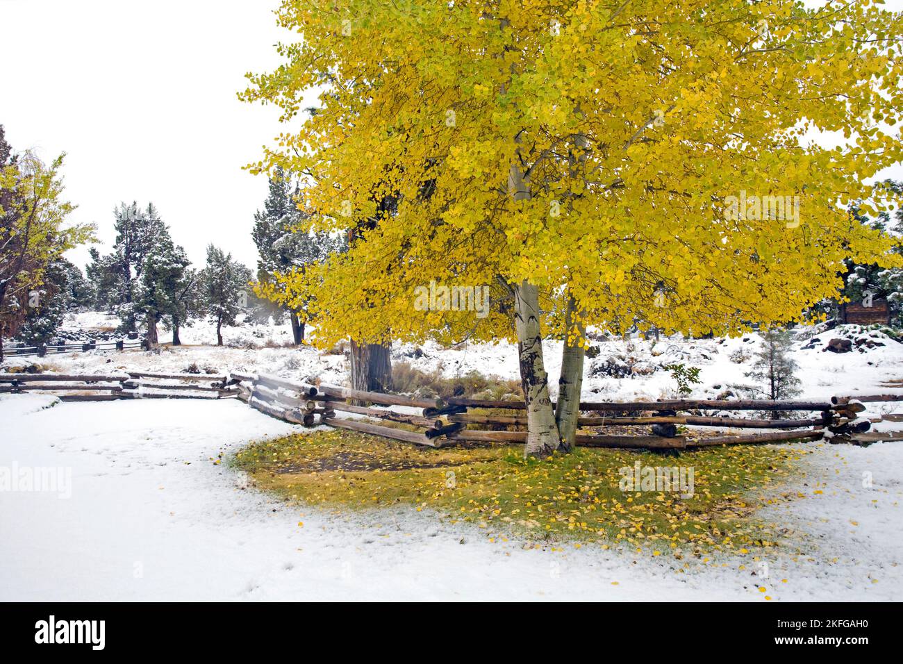 Retrato de un árbol de álamo en quaking en otoño, después de la primera nevada en octubre, en Bend, Oregón. Foto de stock