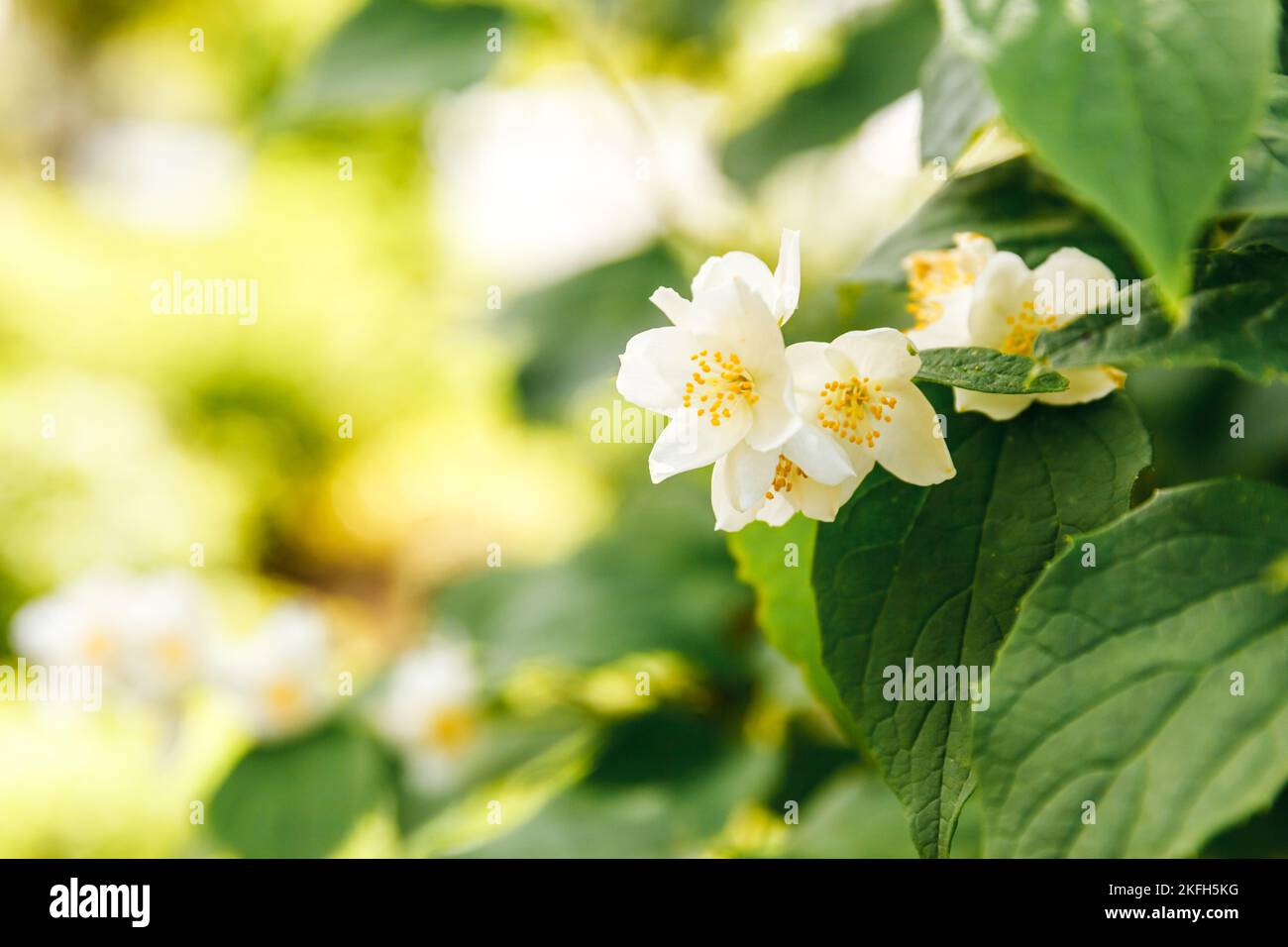 Hermosas flores de jazmín blanco en primavera. Fondo con jasmin floreciendo  arbusto. Inspirador jardín o parque floral natural florido de primavera.  Diseño de flores. Concepto de aromaterapia Fotografía de stock - Alamy