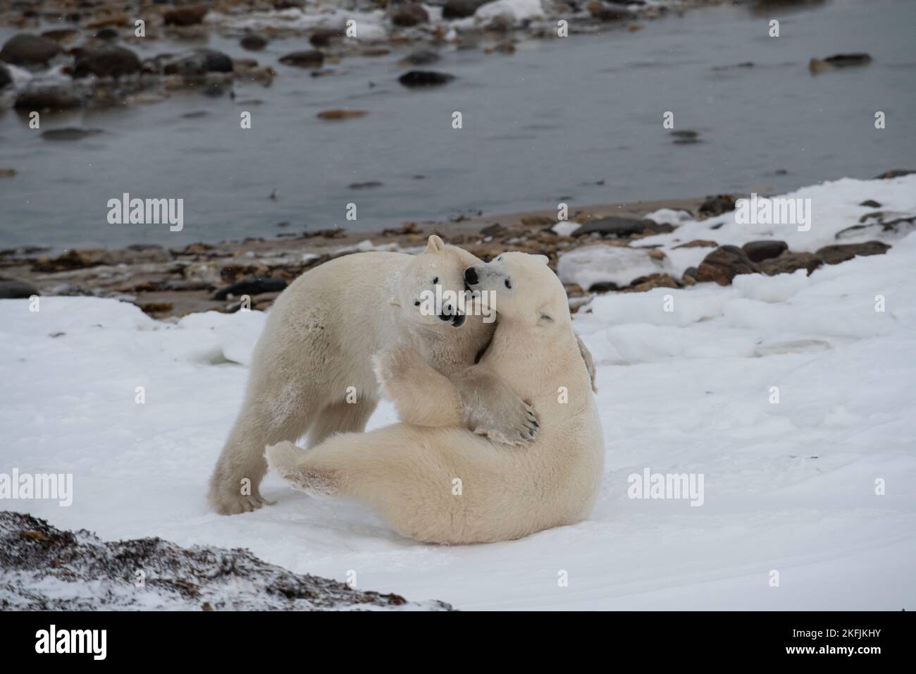 Oso polar en Churchill, MB Foto de stock