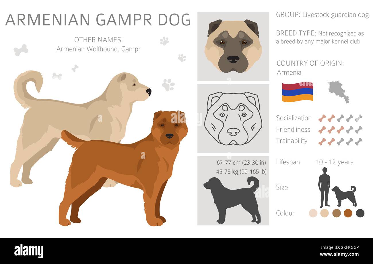 cual es la raza del perro gampr armenio