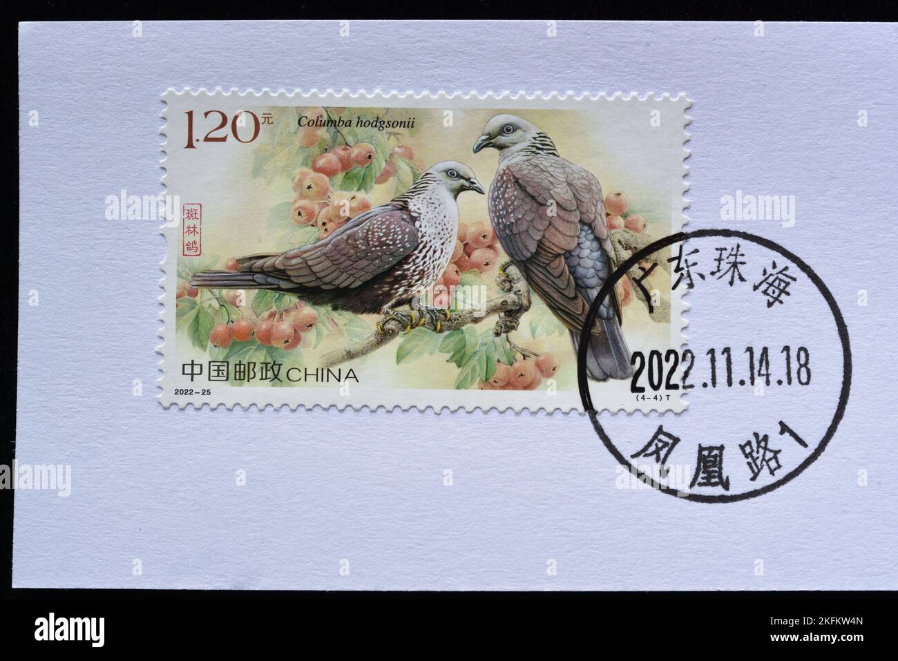 CHINA - CIRCA 2022: Un sello impreso en China muestra 2022-25 Pigeon Columba hodgsonii, circa 2022 Foto de stock