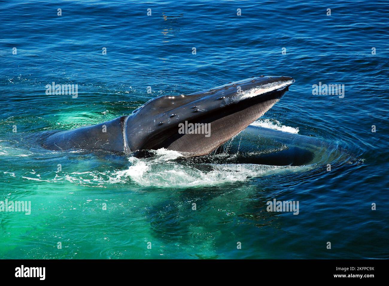 Una ballena jorobada rompe la superficie del agua del océano para
