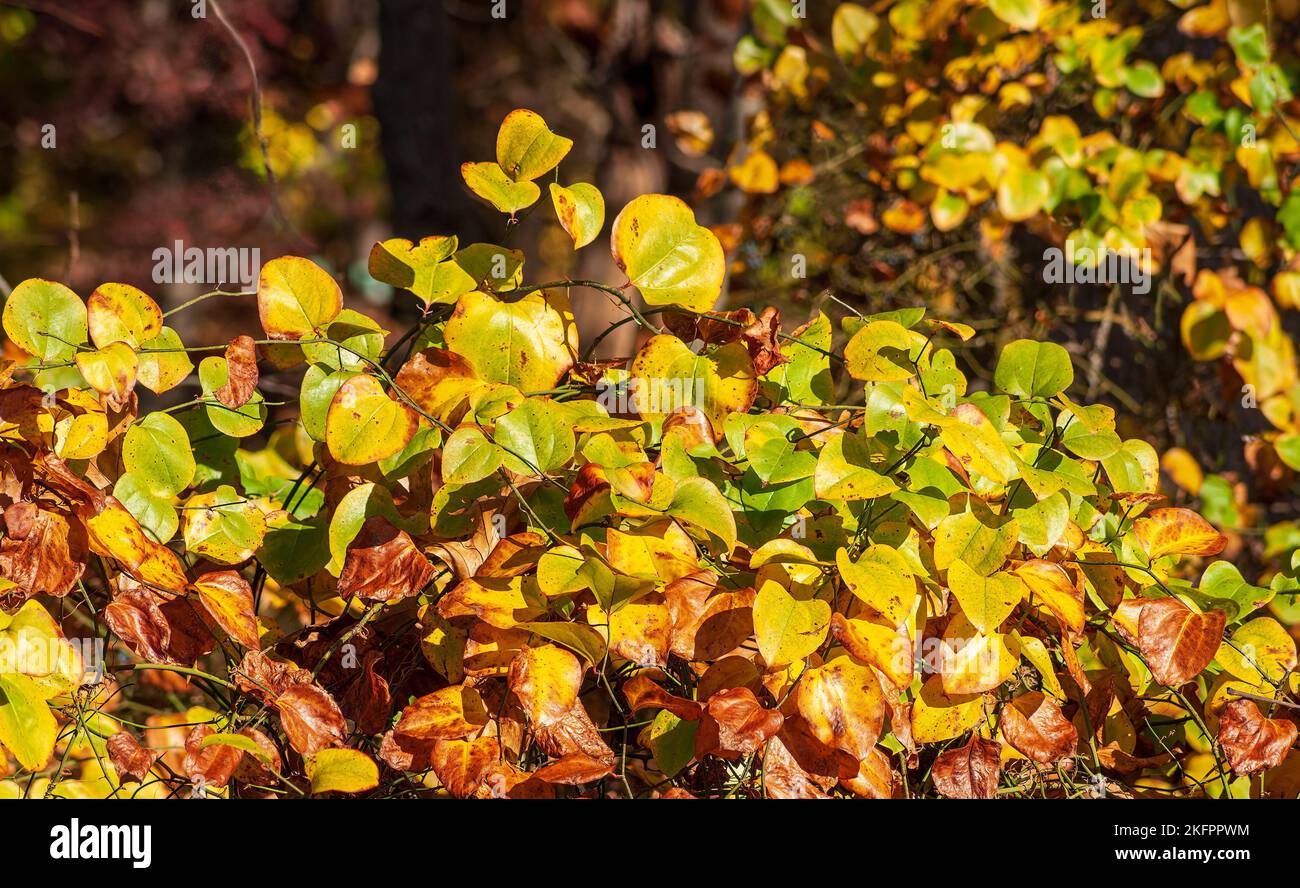greenbrier de hoja redonda (Smilax rotundifolia) - ramitas con hojas que cambian de color. Vibrante follaje otoñal de Nueva Inglaterra. Charles River Peninsula, Needham, MA. Foto de stock
