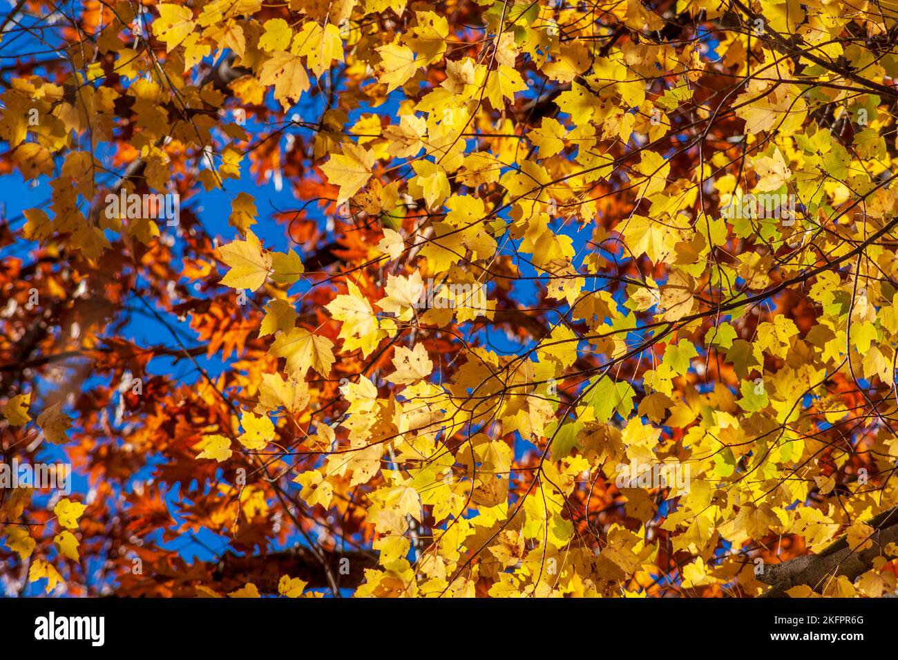 Arce rojo (Acer rubrum) - ramitas con hojas que cambian de color, en tonos de amarillo. Vibrante follaje otoñal de Nueva Inglaterra. Península del río Charles, Needham MA Foto de stock