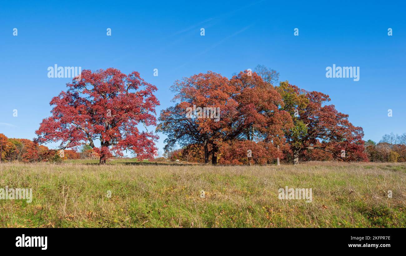 Arboleda de robles blancos (Quercus alba) en follaje pico de otoño, con hojas en tonos de rojo y marrón, bajo un cielo azul. Charles River Peninsula, MA. Foto de stock