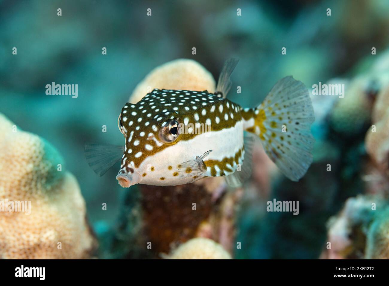 Boxfish de Whitley hembra, trunkfish de Whitley, boxfish de lado blanco, o pahu, Ostracion whitleyi, Honokohau, North Kona, Hawaii ( Big Island ), Estados Unidos Foto de stock