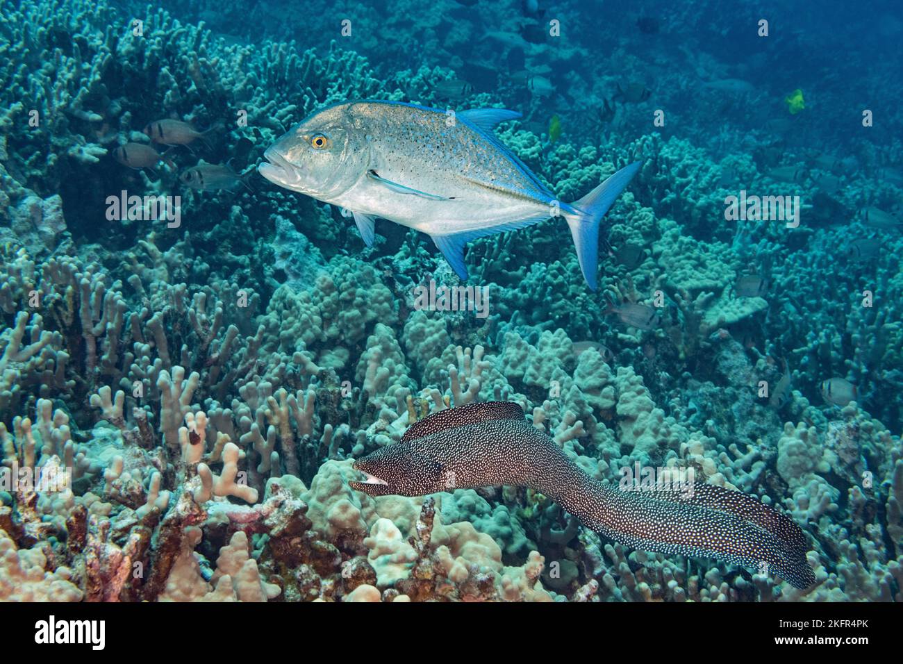 Coalición de caza de atún rojo treval o gato de atún rojo, Caranx melampygus, y un moray de boca blanca, Gymnothorax meleagris, Kona, Hawaii, EE.UU., Pacífico Foto de stock