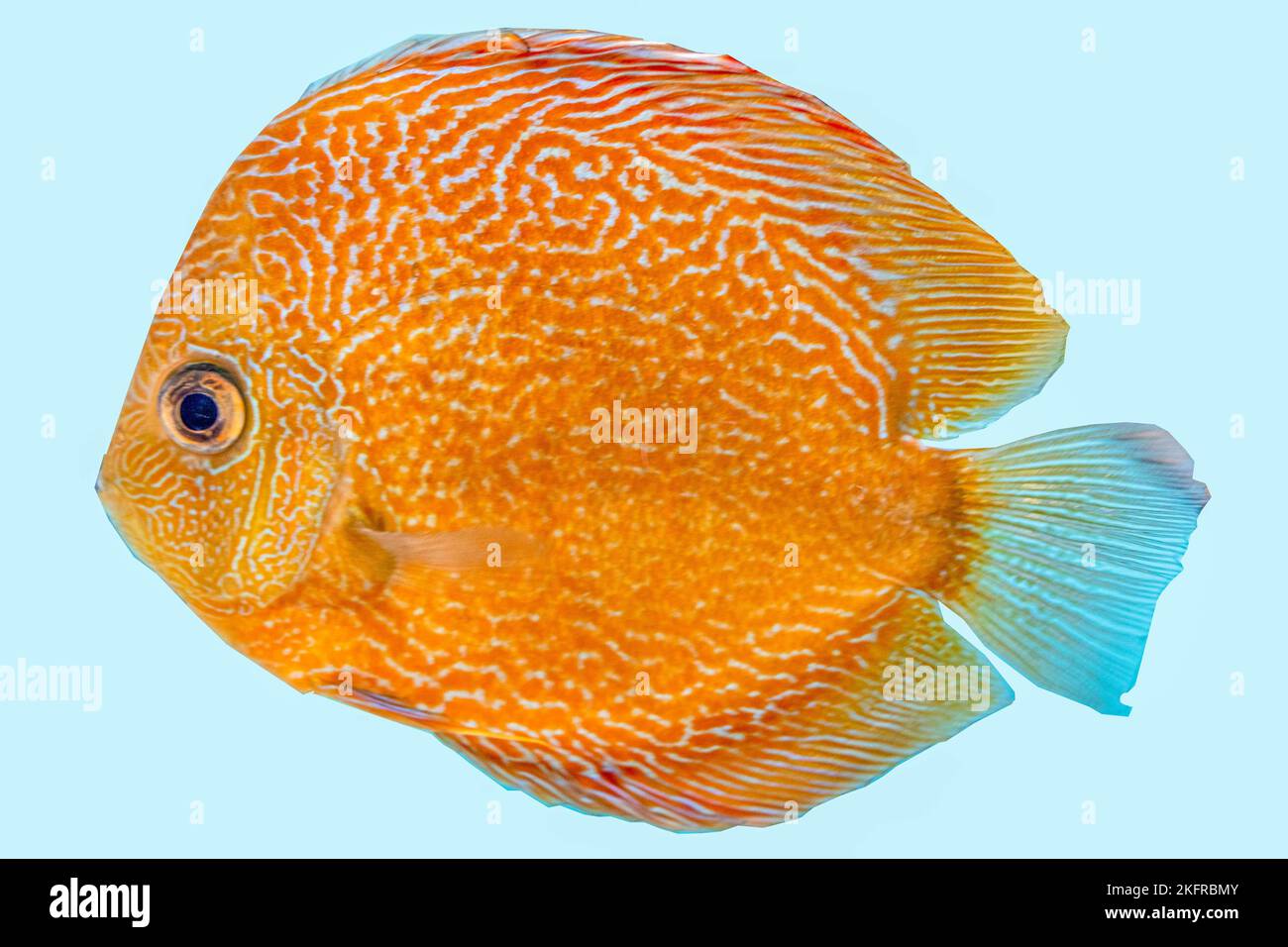 Discus peces, naranja symphysodon disco en el acuario. Foto de stock