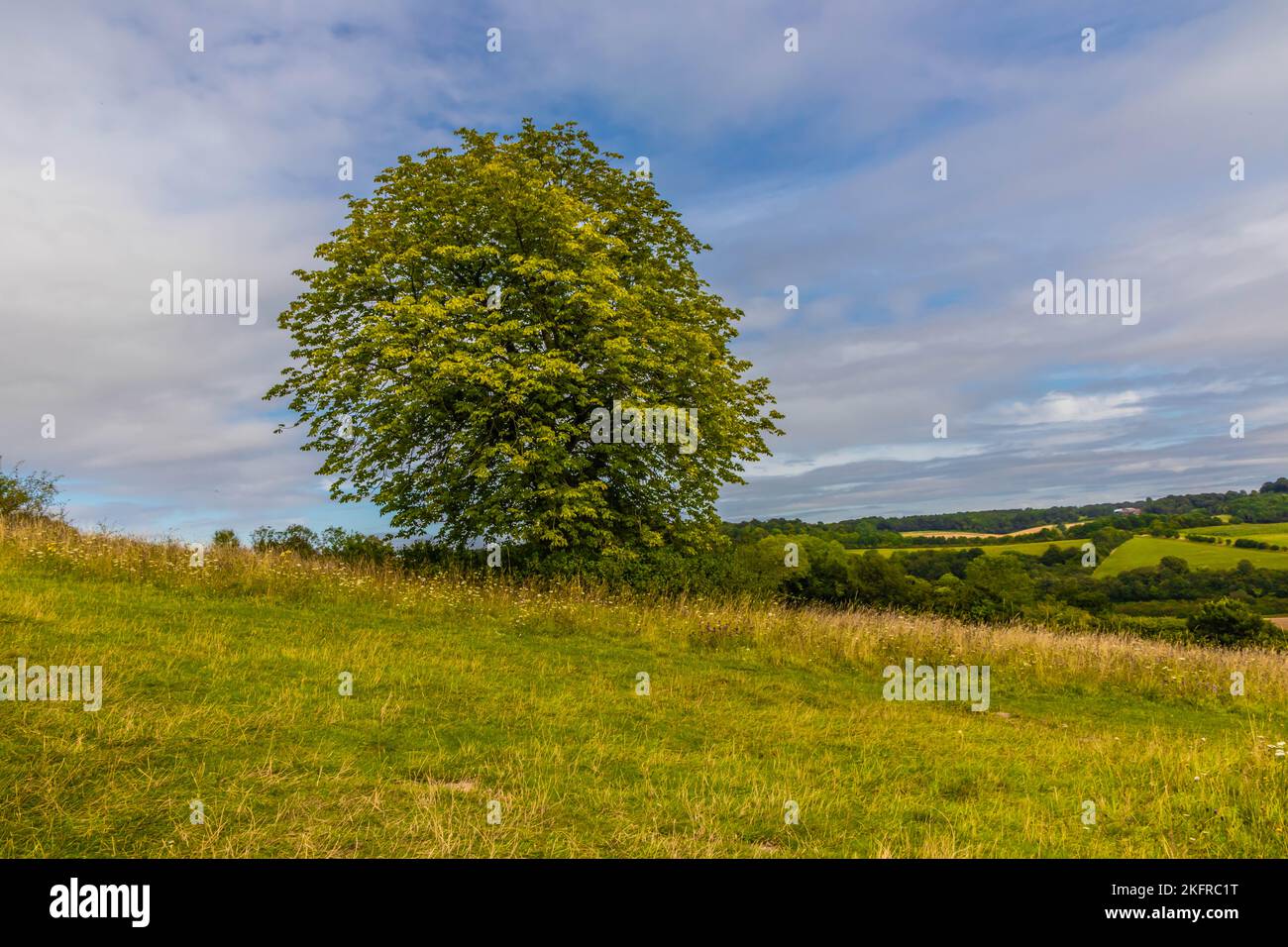 Árbol en una colina en West Wycombe, Bucks, Inglaterra Foto de stock