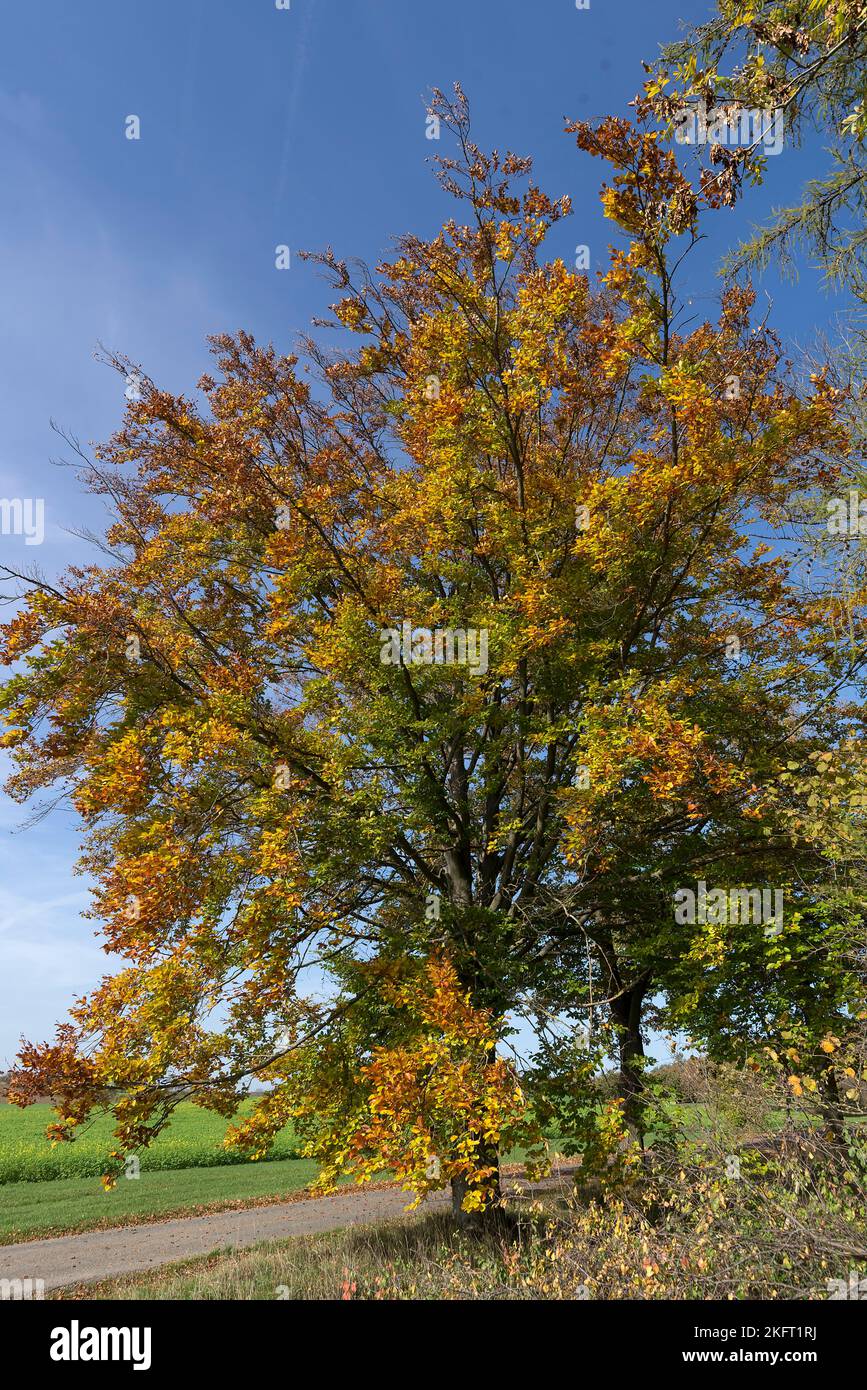 Haya (Fagus) en color otoñal, Baviera, Alemania, Europa Foto de stock