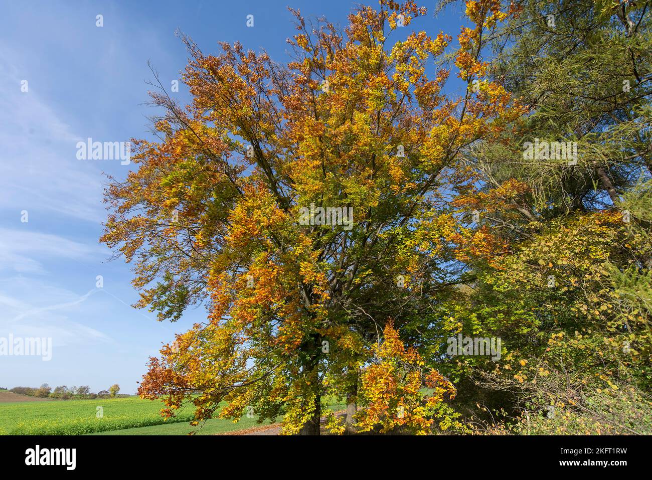 Haya (Fagus) en color otoñal, Baviera, Alemania, Europa Foto de stock