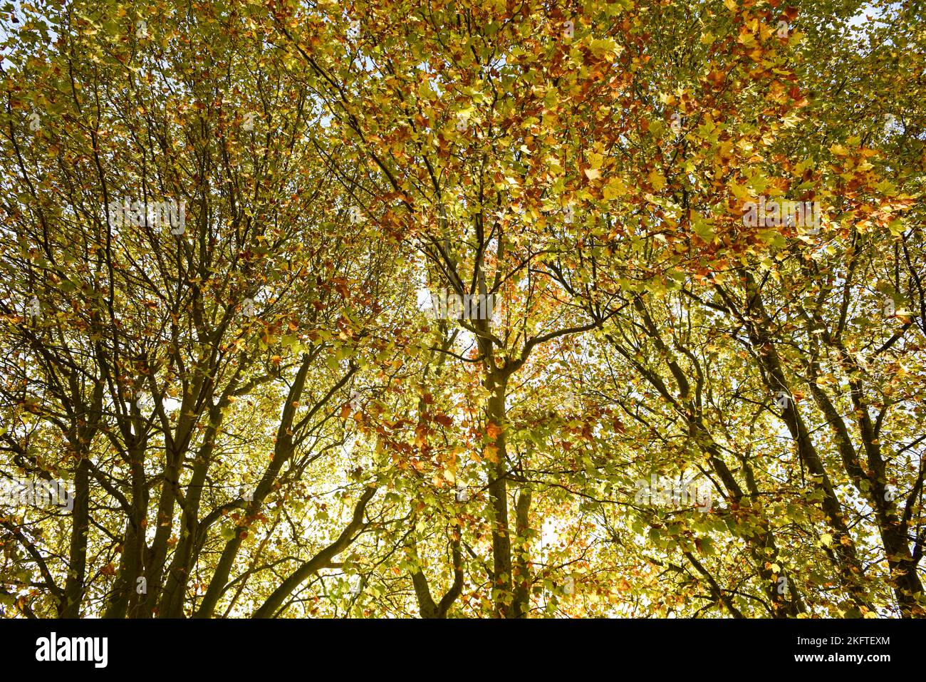 El otoño sale con luz natural Foto de stock