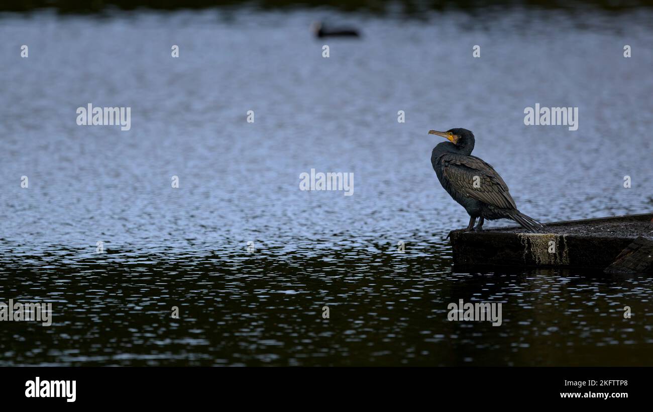 Un gran cormorán contemplativo mira desde un pontón sobre un lago plateado. Foto de stock