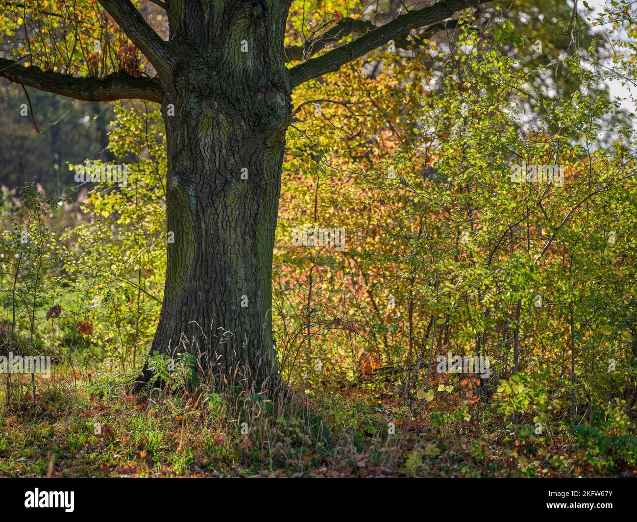 Colores finales del otoño de los árboles Silesia Baja Polonia Foto de stock