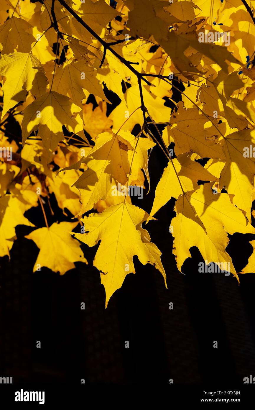 Hojas amarillas de arce de azúcar en un ambiente natural aisladas sobre un fondo negro Foto de stock