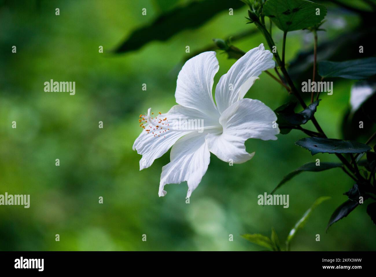 Flor de hibisco conocida como flor de zapato, coloquialmente, Malvaceae