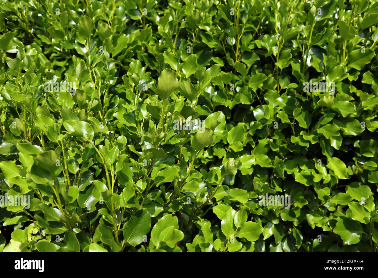Primer plano de las hojas de cobertura de Griselinia Foto de stock