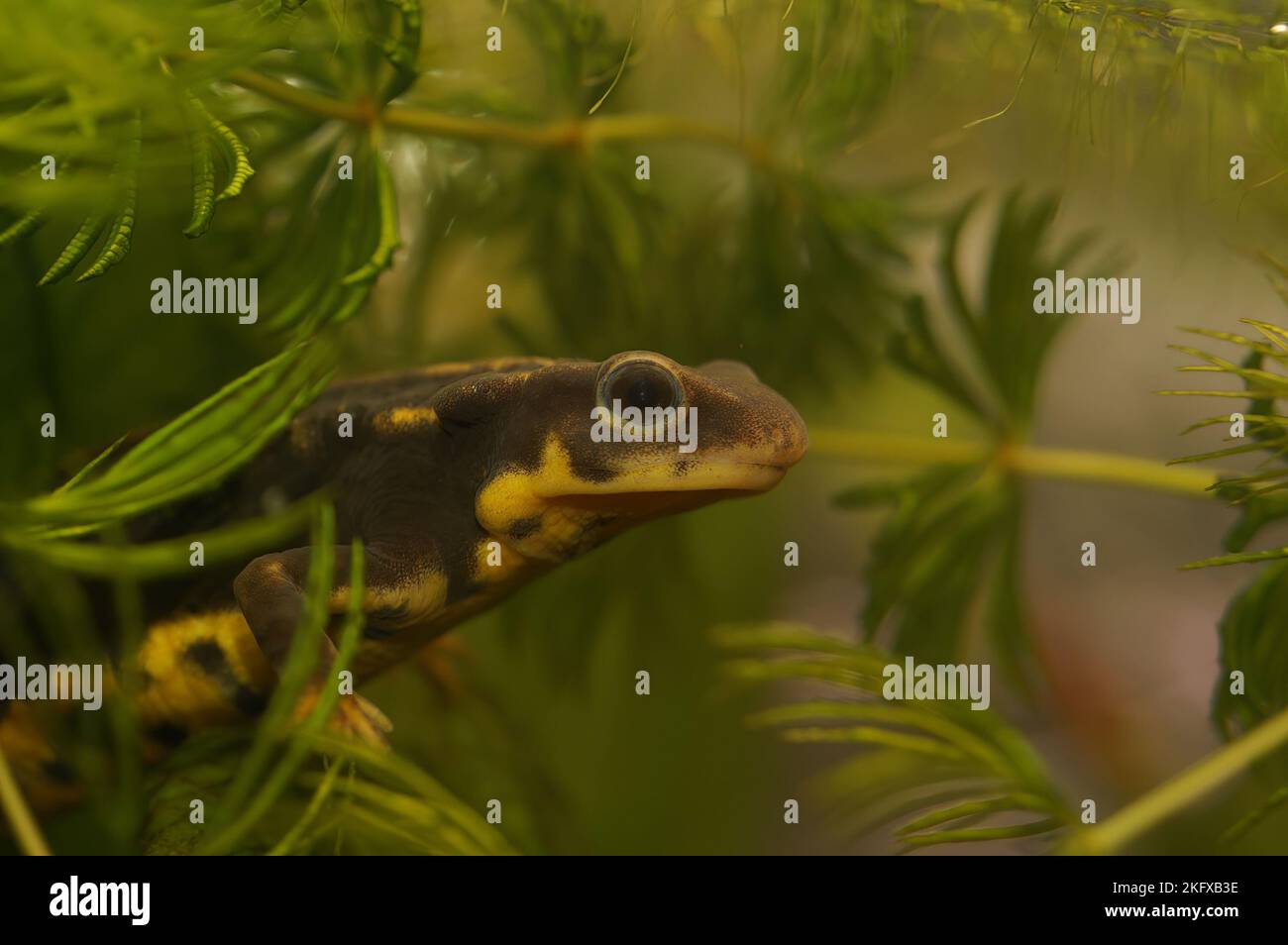 Primer plano del newt riu-kiu, Cynops ensicauda ensicauda bajo el agua, en peligro de extinción Foto de stock