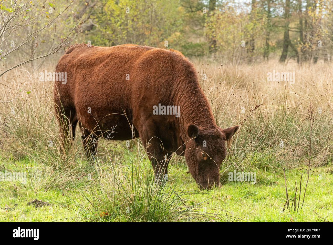 Vaca roja Sussex, raza bovina, pastoreo en campo en Hampshire, Inglaterra, Reino Unido Foto de stock