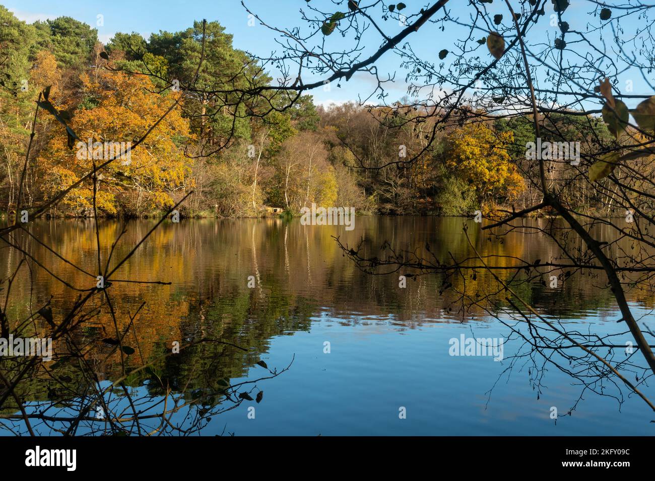 El Tarn, un lago junto al Puttenham Common, Surrey, Inglaterra, Reino Unido, en un soleado día de otoño con árboles de colores y cielo azul Foto de stock