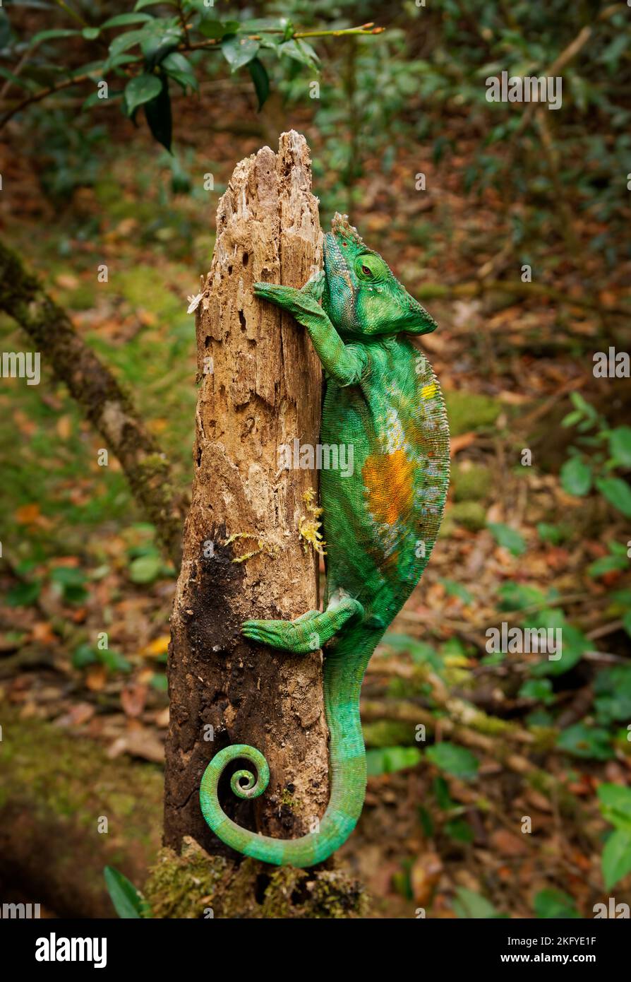 Camaleón de Parson - Chamaeleo (Calumma) parsonii Gran especie verde de camaleón en Chamaeleonidae, endémica de bosque primario húmedo en el este y el n Foto de stock