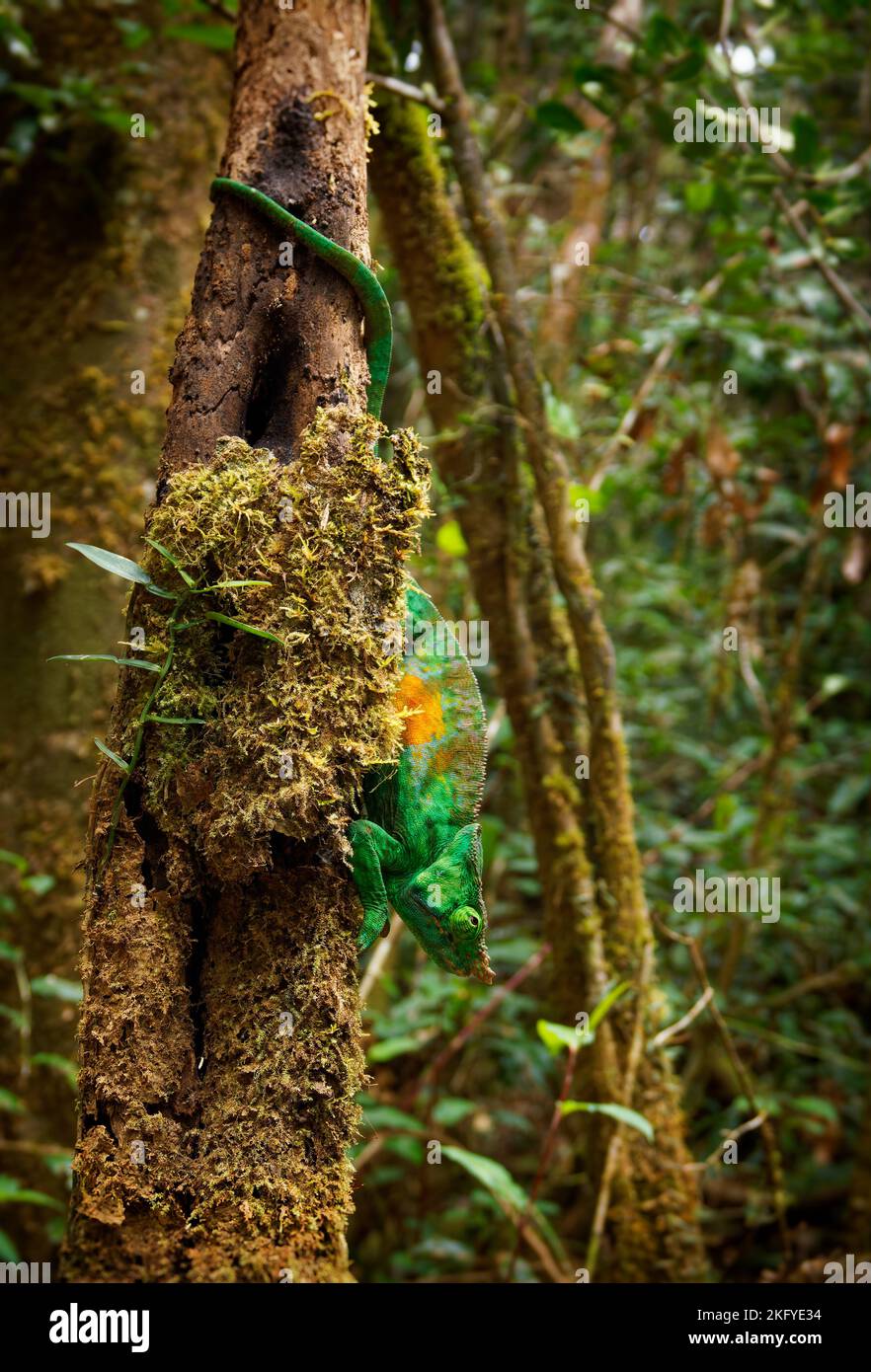 Camaleón de Parson - Chamaeleo (Calumma) parsonii Gran especie verde de camaleón en Chamaeleonidae, endémica de bosque primario húmedo en el este y el n Foto de stock