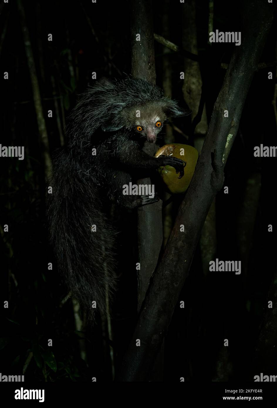 Ay-aye - Daubentonia madagascariensis lemur nocturno de dedos largos, primate estrepsirrrino nativo de Madagascar con dientes parecidos a roedores que perpetúan Foto de stock