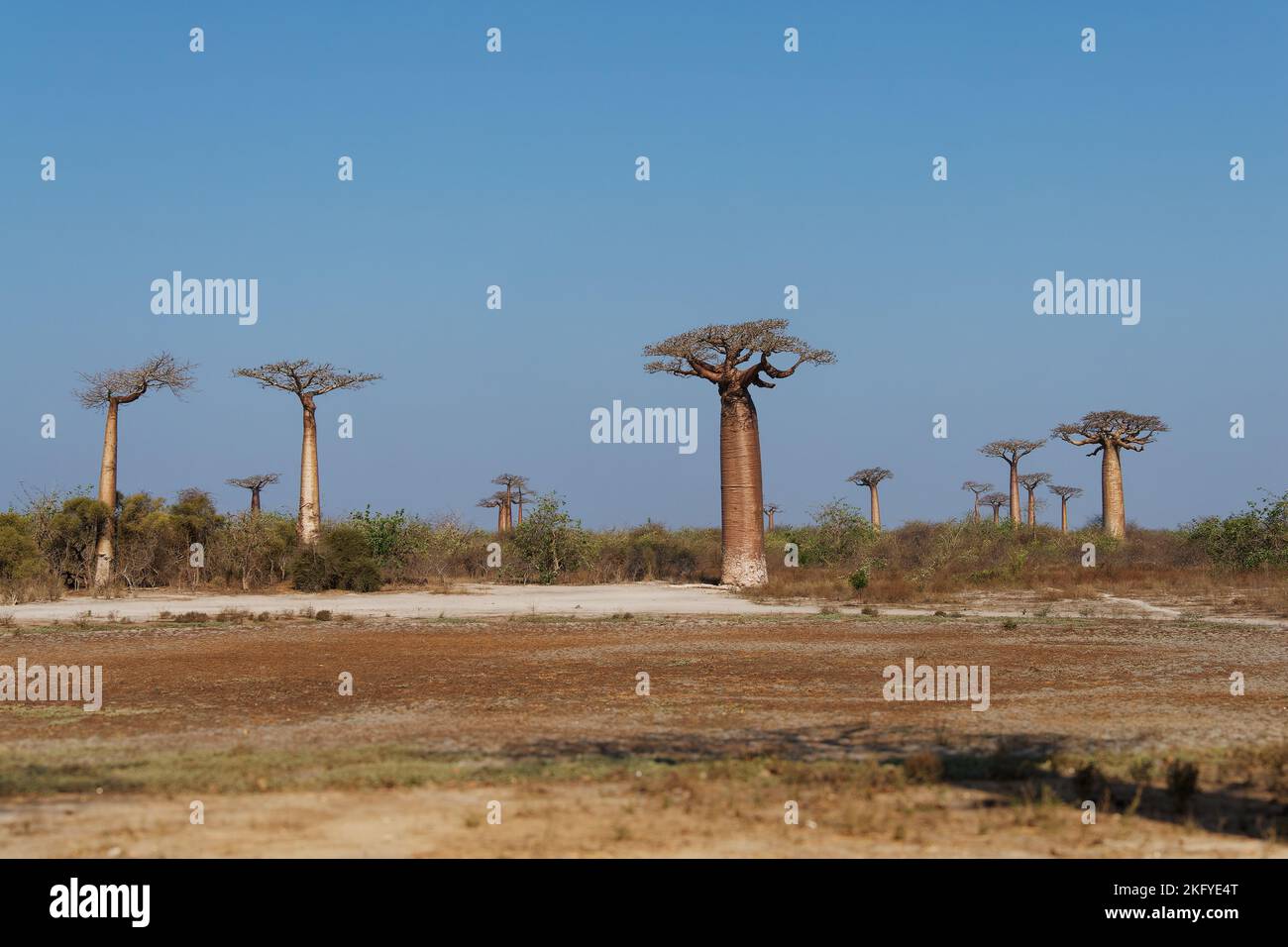 Paisaje con los grandes árboles baobabs en Madagascar. Callejón baobab Durante el día, famoso callejón baobab alrededor de la polvorienta carretera en la costa occidental de Mad Foto de stock