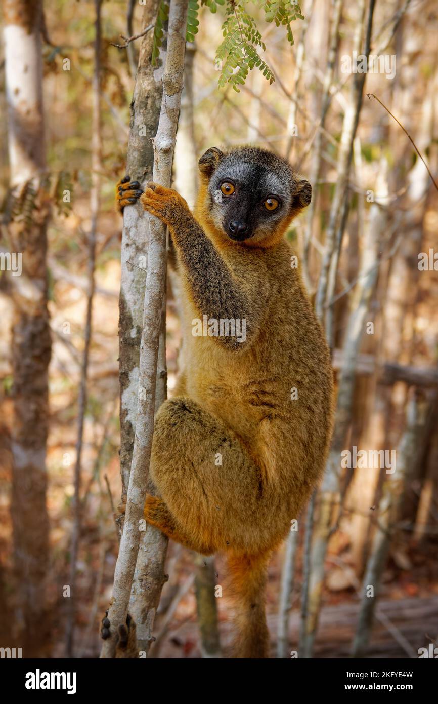 Lemur rojo - Eulemur fulvus rufus también Rufous lemur marrón o norte de frente rojo, lemur de Madagascar, primate en el típico bosque seco, trepando en th Foto de stock