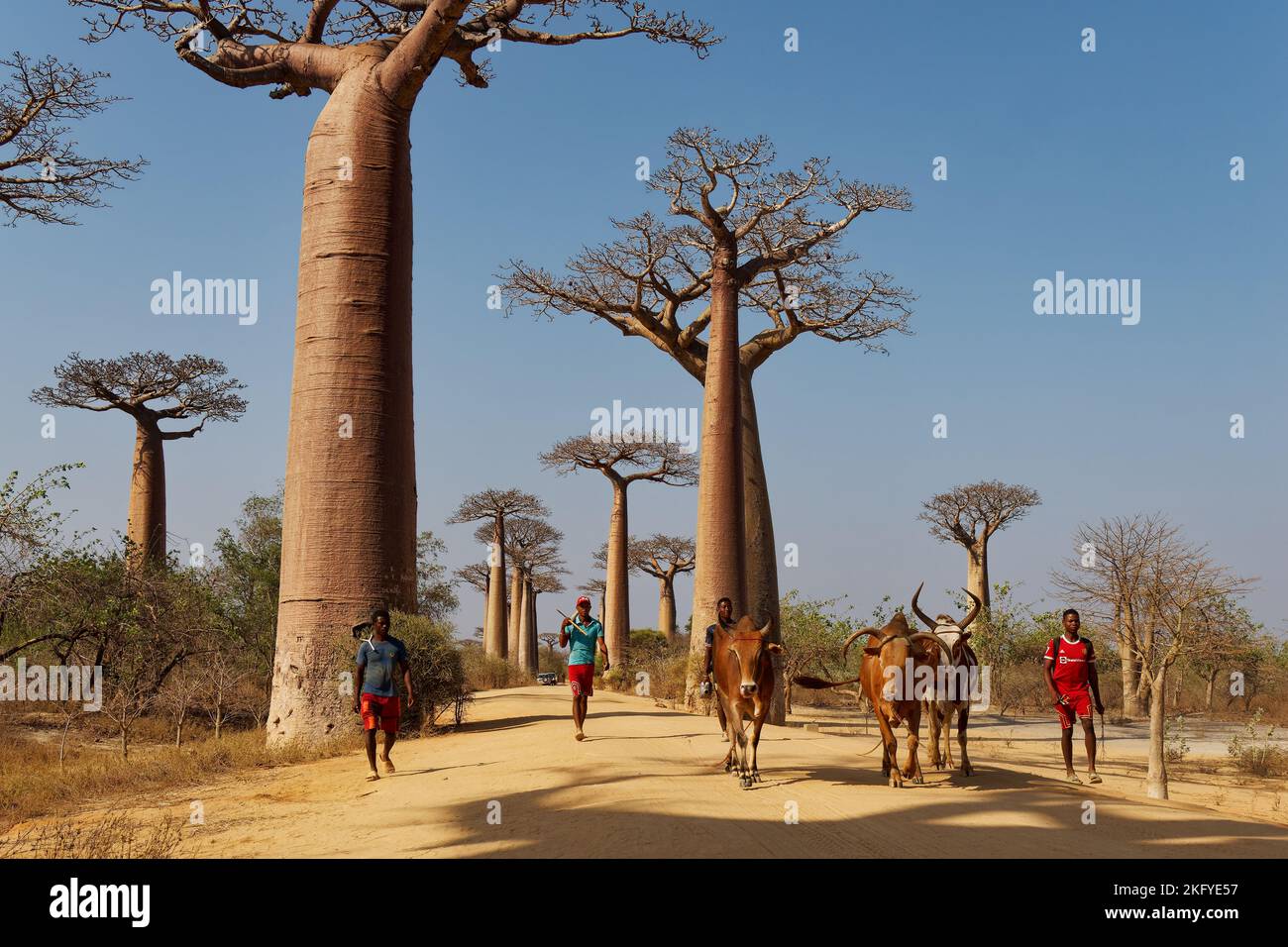 Paisaje con los grandes árboles baobabs en Madagascar. Callejón baobab Durante el día, famoso callejón baobab alrededor de la polvorienta carretera en la costa occidental de Mad Foto de stock