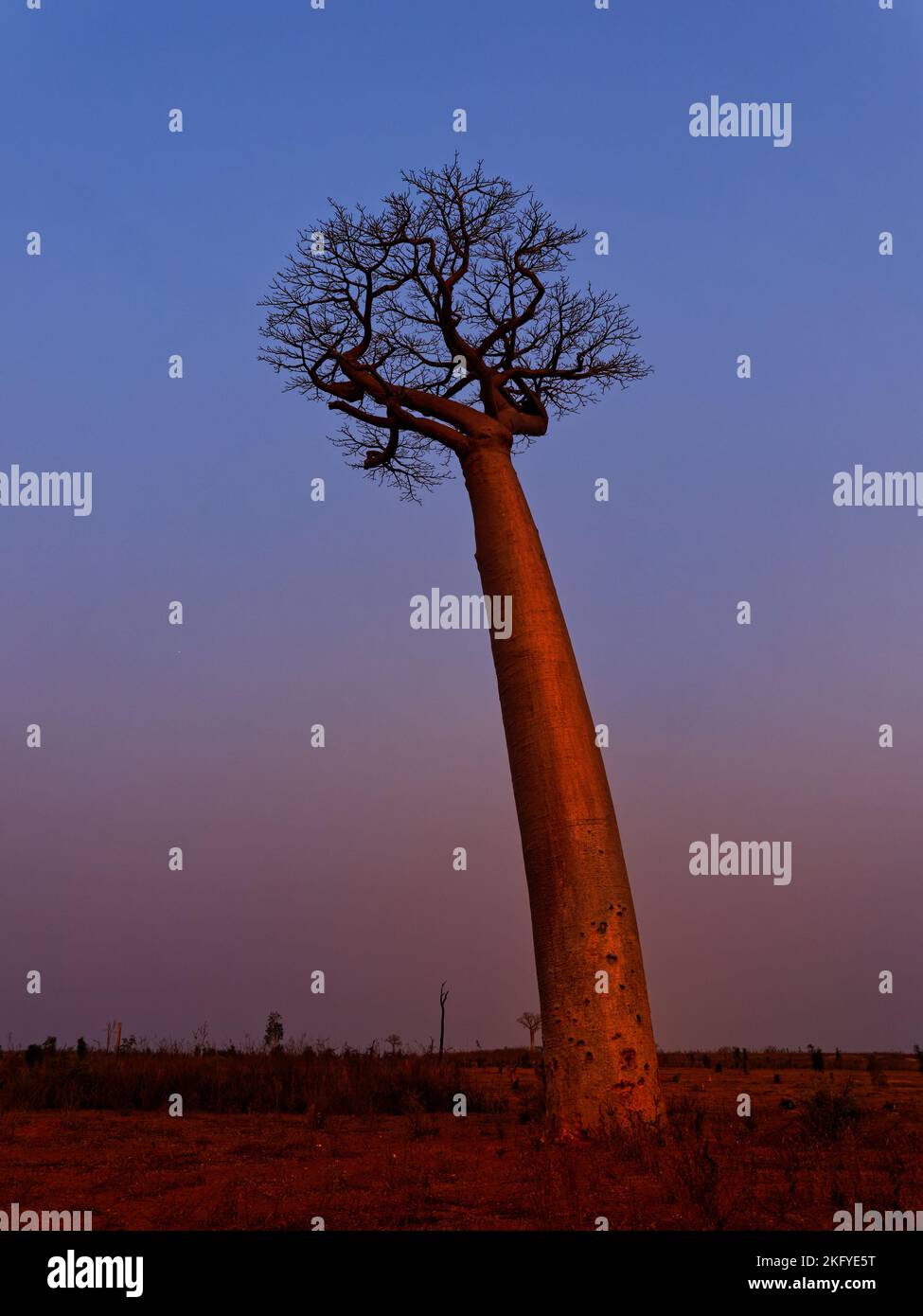 Paisaje con los grandes árboles baobabs en Madagascar. Callejón baobab durante la puesta de sol o el amanecer, al final de la noche sol naranja y siluetas baobab. Foto de stock