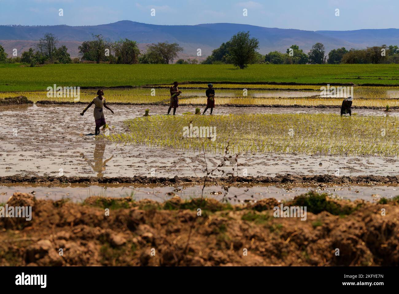 Paisaje de Madagascar, paisaje típico de la campiña malgache con los campos de arroz, trabajando manualmente en los campos de arroz en el barro húmedo, sencillo Foto de stock