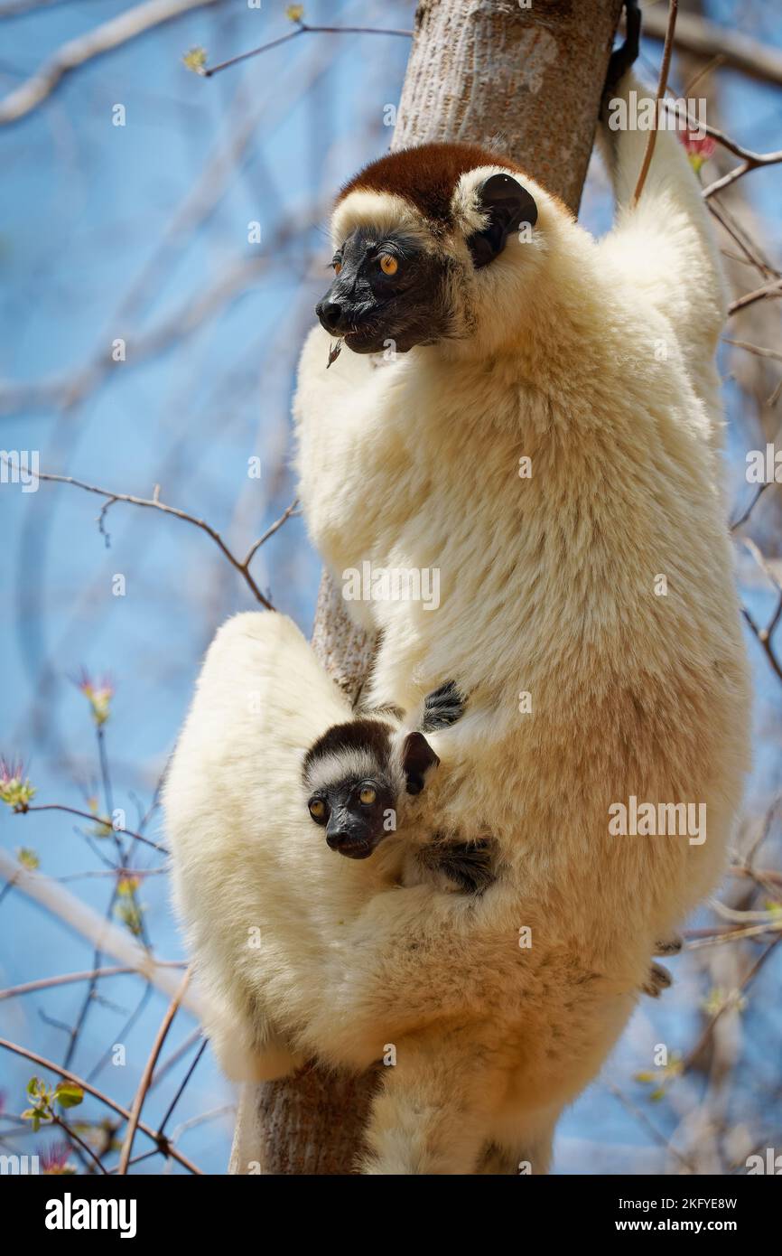 Verreauxs Sifaka - Propithecus verreauxi o Sifaka Blanca, primate en los Indriidae, vive de la selva tropical a los bosques secos caducifolios del oeste de Madagascar Foto de stock