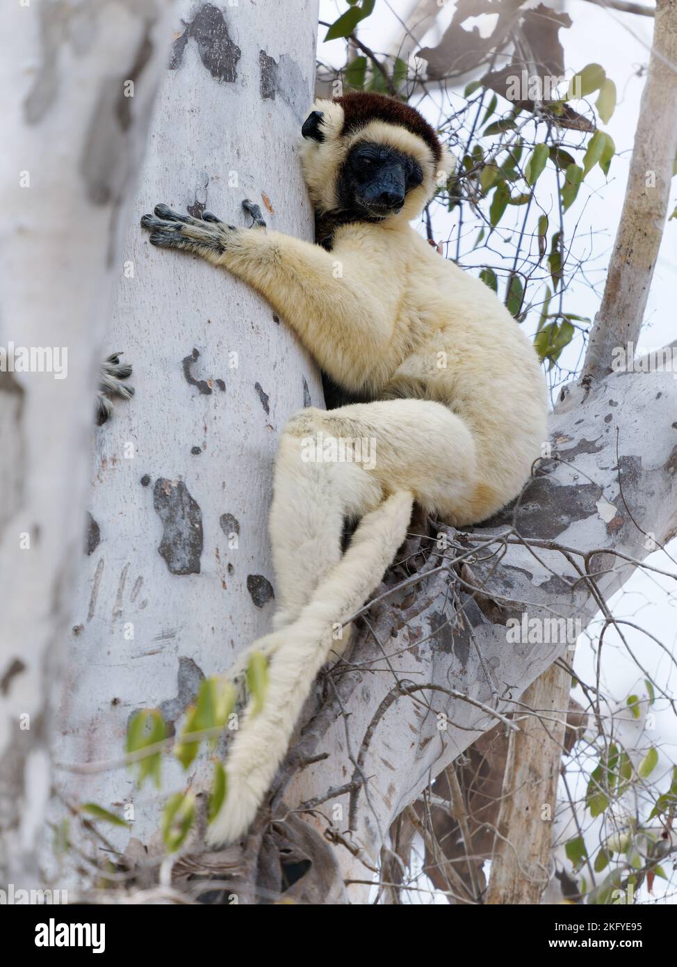 Verreauxs Sifaka - Propithecus verreauxi o Sifaka Blanca, primate en los Indriidae, vive de la selva tropical a los bosques secos caducifolios del oeste de Madagascar Foto de stock